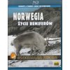 Norwegia - życie reniferów (Blu-ray) Szokująca Ziemia